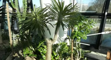 Palma madagaskarska - Pachypodium lamerei