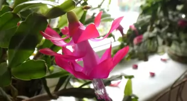 Szlumbergera ucięta czyli nie zawsze grudnik