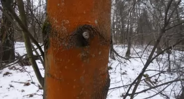 Powrót na ulicę Bukowską. Niesamowite odkrycia w lesie: malowane drzewa, grzyby i porosty