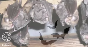 Wieczór z nietoperzami w Jaworznie. Edukacyjne spotkanie w GEOsferze