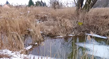 Bobry przy ulicy Bukowskiej