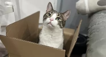 17 lutego – Światowy Dzień Kota, czyli „kotełki” świętują