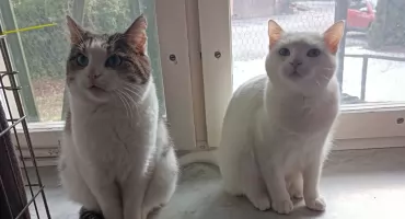 Jaworznicki Oddział TOZ na Światowy Dzień Kota  