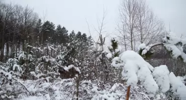 Komentarz i list do redakcji z Fundacji Lasy i Obywatele oraz Zielone Jaworzno 