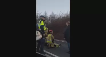 Łoś leżał na środku jezdni. Na miejscu nie było żadnego uszkodzonego auta