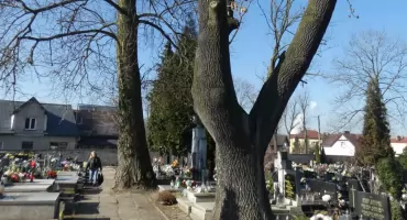 Cmentarz pechnicki botanicznie i geologicznie