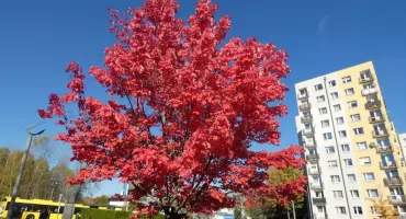 Klon czerwony – Acer rubrum