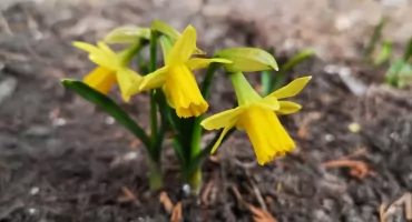 Idzie wiosna – czy już to zauważyliście?