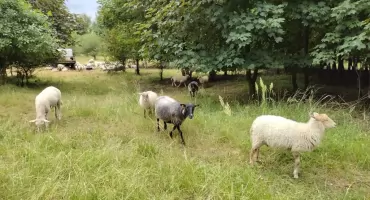 Jaworzno: Owce powracają na łąki