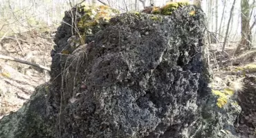 Botaniczne impresje: Wapniówka i Szklary w pierwszych dniach wiosny