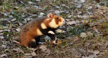 Jaworzno z dofinansowaniem na ochronę chomika europejskiego