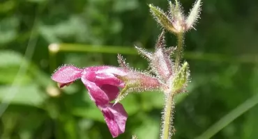 Czyściec leśny - Stachys sylvatica