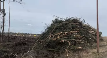 Wycinają drzewa pod drogę. Przebudowa ulicy Wojska Polskiego w Jaworznie