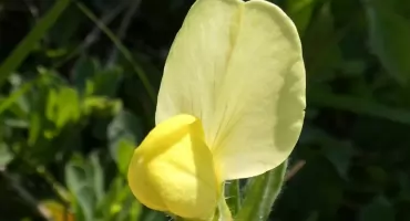 Komonicznik skrzydlatostrąkowy