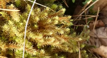 Mchy chronione nad Żabnikiem i Jaworznikiem