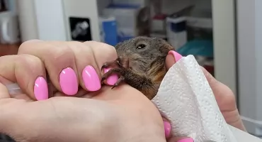 Szybka reakcja mieszkańca i straży miejskiej uratowała ranną wiewiórkę