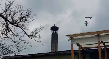 Samotny bocian u Stanisława Bigaja doczekał się partnerki? Na Długoszynie są już cztery ptaki