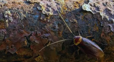 Nocne spotkanie w kuchni. Dlaczego z karaluchami nie wygrasz na własną rękę?