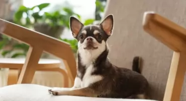 Miejsce dla psa w domu - jak sprytnie zaaranżować psią przestrzeń?