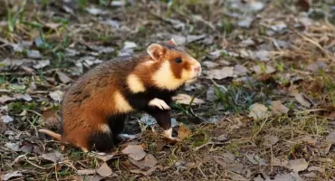 Jaworzno zamówiło kilkadziesiąt sztuk chomika europejskiego 