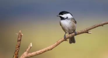 Ekspertyzy przyrodnicze w procesie uzyskiwania pozwoleń budowlanych