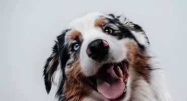 Naturalne kosmetyki dla psów Totobi – Czy warto?