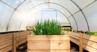 Sposoby na lepszą ochronę warzyw przed chłodem i wiatrem