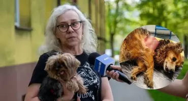 Pies nie przeżył ataku dzików w Jaworznie. Mieszkańcy Osiedla Stałego boją się o swoje bezpieczeństwo