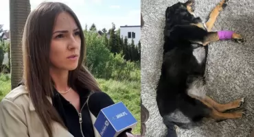 Incydent z dzikami na Osiedlu Stałym. Kolejny pies został zaatakowany 