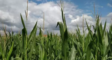 Jak uprawiać zboża i kukurydzę?