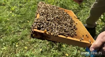 20 maja – Międzynarodowy Dzień Pszczół i … robocik