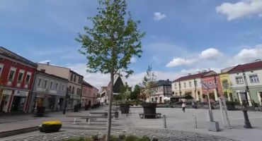 Ambrowiec amerykański trzyma się mocno, jesion nie odpuszcza. Botaniczny rekonesans po Jaworznie  