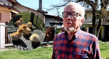 U Stanisława Bigaja na razie bez małych bocianów. Urodziły się za to inne zwierzęta