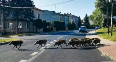 Co Jaworzno robi w walce z dzikami? Urząd miejski informuje o działaniach