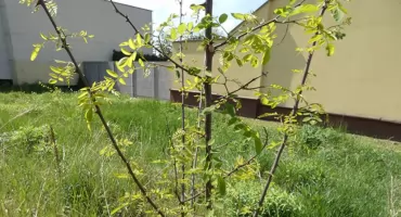 Rośliny na ulicy Słowackiego w Jaworznie