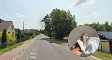 Truciciel psów w Jaworznie? Kiełbasa z gwoździem znaleziona przy przystanku