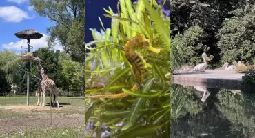 WFOŚiGW w Katowicach dofinansował edukację ekologiczną w Śląskim Zoo. Blisko 40 tys. zł na projekt
