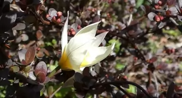 Tulipan dwukwiatowy