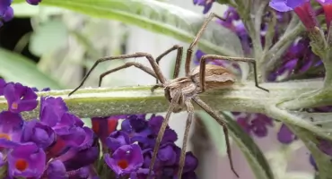 Ogrodowa fauna