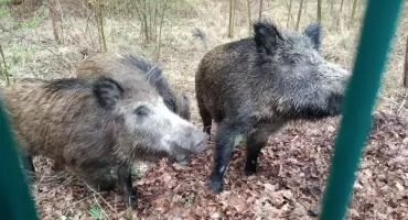 Jakub Dąbek o tym, jak Jaworzno oswoiło i wrzuciło na ruszt swoje największe utrapienie, czyli dziki