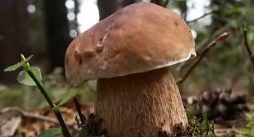 Wysyp grzybów w woj. śląskim. Po deszczach lasy pełne prawdziwków, kurek i maślaków