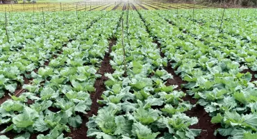 Ekologiczne alternatywy dla nawozów syntetycznych: Naturalne źródła azotu w ogrodzie organicznym