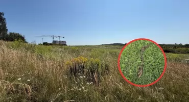Nietypowe znalezisko w Jaworznie. Mieszkanka natknęła się na szczątki zwierzęcia