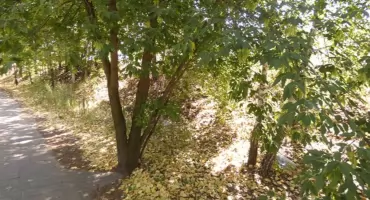 Lekcja florystyki, czyli szarłat, len i klon