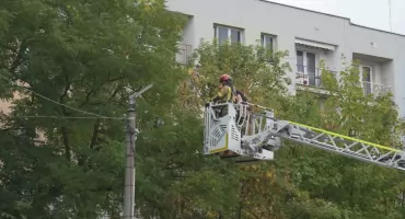 Strażacy z Jaworzna uratowali ptaka 