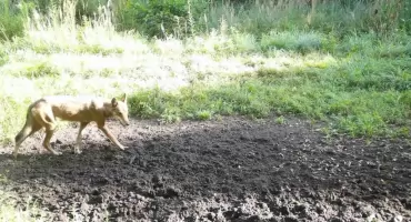 Szakal w Jaworznie. Rzadko spotykane zwierzę zarejestrowała fotopułapka