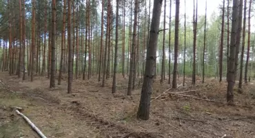 Jeziorki - grzyby i paprocie w podmokłym borze świerkowo brzozowym