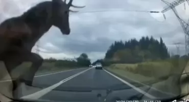Jeleń wyskoczył prosto pod samochód. Groźna kolizja w Jaworznie [WIDEO]