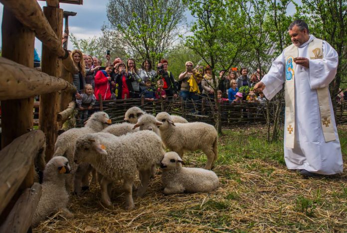 Nowe owce zawitały do Bacówki na Pieczyskach.