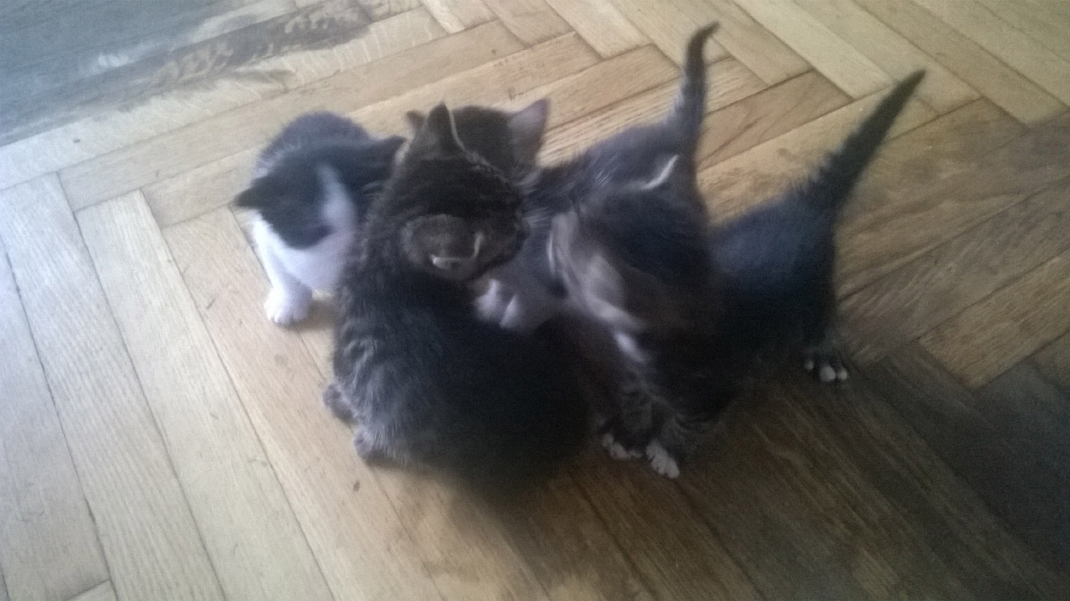Cztery koty szukają nowego domu.